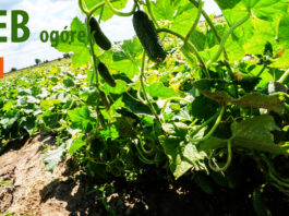 Webinarium: Trendy w uprawie ogórka gruntowego Cz. I Zagadnienia agrotechniczne