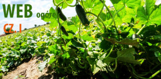 Webinarium: Trendy w uprawie ogórka gruntowego Cz. I Zagadnienia agrotechniczne