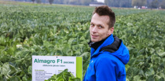 Poletka kalafiorowe w Holandii -odmiany na trudne warunki