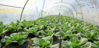 Na nowalijki musimy jeszcze poczekać. Rejon Piątku i Łęczycy.