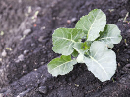 Po przymrozkach – kalafiory i brokuły. Jak pomóc roślinom?