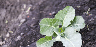 Po przymrozkach – kalafiory i brokuły. Jak pomóc roślinom?