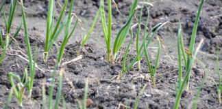 Cebula ozima ruszyła. Jakie zabiegi warto wykonać