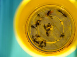 Monitoring plantacji – śmietka kapuściana. ALERT!