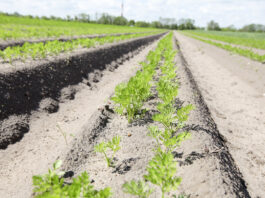 Marchew i pietruszka – ochrona przed chwastami