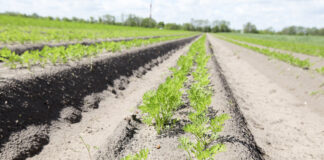 Marchew i pietruszka – ochrona przed chwastami