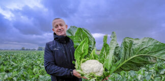Dobrze zaplanowana produkcja kalafiorów na jesień. FILM