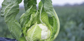 Elektryzująca nowość – kalafior do całorocznej produkcji. FILM