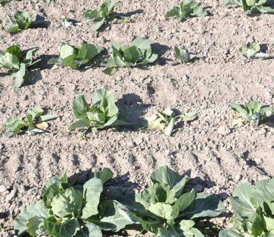 Uwaga na trzecie pokolenie śmietki kapuścianej!