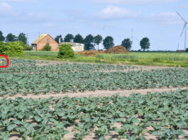 Monitoring plantacji warzyw – śmietka kapuściana