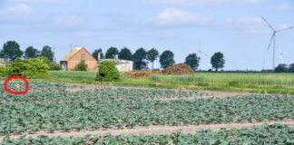 Monitoring plantacji warzyw – śmietka kapuściana