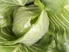 Wczesne kapustne później niż zwykle. Jakość zapowiada się wybornie!