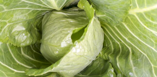 Wczesne kapustne później niż zwykle. Jakość zapowiada się wybornie!