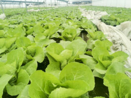 Monitoring plantacji warzyw 27.04.2021. Rośliny pod osłonami (sałata, kapusta pekińska, kalafior) – rejon Potworowa