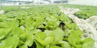 Monitoring plantacji warzyw 27.04.2021. Rośliny pod osłonami (sałata, kapusta pekińska, kalafior) – rejon Potworowa