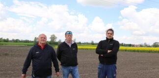 Lustracja cebuli odmiana Rijnsburger 5 – 20 maja na Dolnym Śląsku