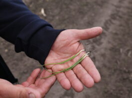 Cebula po kukurydzy – co trzeba wiedzieć cebula