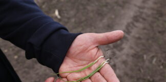 Cebula po kukurydzy – co trzeba wiedzieć cebula