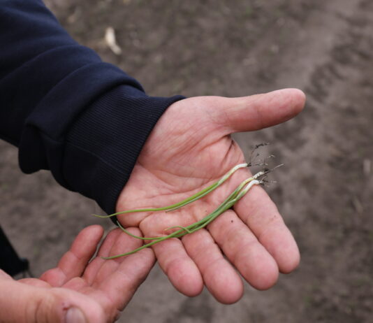 Cebula po kukurydzy – co trzeba wiedzieć cebula