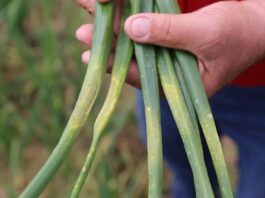 Uwaga Alert! Mączniak rzekomy w cebuli – wymaga zwalczania Szczypior w uprawie cebuli ozimej z objawami mączniaka rzekomego