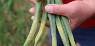 Uwaga Alert! Mączniak rzekomy w cebuli – wymaga zwalczania Szczypior w uprawie cebuli ozimej z objawami mączniaka rzekomego