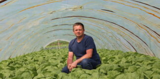 Kapusta pekińska – nowe odmiany do uprawy tunelowej