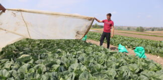 Zastymulować kapustę do szybszego wiązania główek