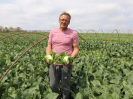 Kalafiory i kapusty na przyspieszony zbiór
