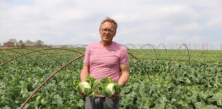 Kalafiory i kapusty na przyspieszony zbiór