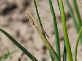 Monitoring Plantacji – 13 maja. Czas rozpocząć ochronę cebuli przed Stemphylium