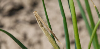 Monitoring Plantacji – 13 maja. Czas rozpocząć ochronę cebuli przed Stemphylium