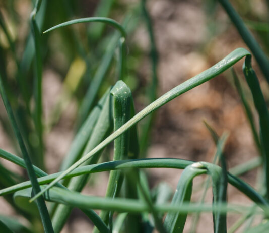 Choroby atakują plantacje warzyw. Zaraza, mączniak i Stemphylium groźne w całej Polsce Stemphylium na cebuli