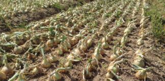 Hiszpanie liczą na lepsze ceny ze cebulę cebula