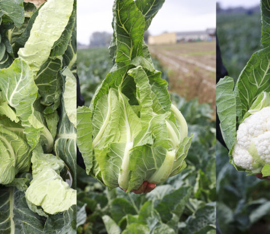 Jesień z kalafiorami. Zaplanuj udany sezon