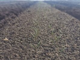 Monitoring plantacji warzyw 10 maj. Seler, marchew i warzywa z rozsad