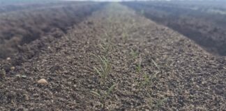 Monitoring plantacji warzyw 10 maj. Seler, marchew i warzywa z rozsad