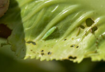 Tantniś krzyżowiaczek i bielinek kapustnik. Jak zwalczać gąsienice w uprawach warzyw? Żerująca gąsienica tantnisia krzyżowiaczka