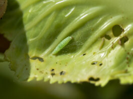 Tantniś krzyżowiaczek i bielinek kapustnik. Jak zwalczać gąsienice w uprawach warzyw? Żerująca gąsienica tantnisia krzyżowiaczka