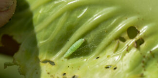 Kiła kapusty i tantniś krzyżowiaczek – zmora producentów kapusty Żerująca gąsienica tantnisia krzyżowiaczka