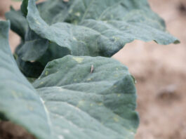 Tantniś krzyżowiaczek może się niebawem pojawić. Jak zwalczać? tantnis_krzyzowiaczek