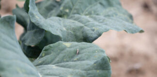 Tantniś krzyżowiaczek może się niebawem pojawić. Jak zwalczać? tantnis_krzyzowiaczek