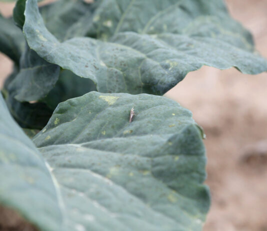 Tantniś krzyżowiaczek może się niebawem pojawić. Jak zwalczać? tantnis_krzyzowiaczek