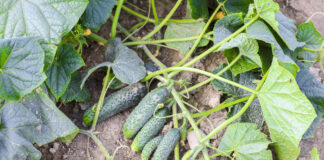 Uprawa ogórków gruntowych. Trendy i nowe technologie uprawa ogorków