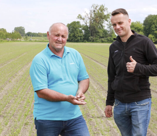 Nawożenie cebuli azotem. Oby nie za późno!