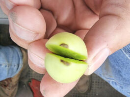 Sucha zgnilizna wierzchołkowa pomidorów. Dlaczego powstaje i jak zapobiegać?