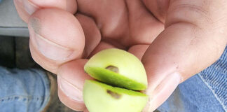 Sucha zgnilizna wierzchołkowa pomidorów. Dlaczego powstaje i jak zapobiegać?