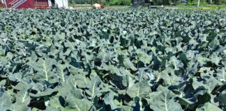 Czy da się zarobić na brokułach zbieranych w czerwcu?