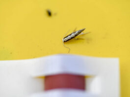 Monitoring Plantacji – tantniś krzyżowiaczek. Zaczyna się nalot!