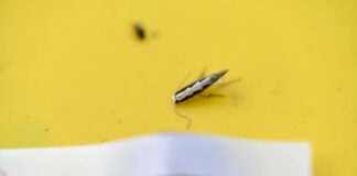 Monitoring Plantacji – tantniś krzyżowiaczek. Zaczyna się nalot!