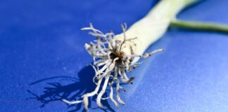 Różowienie korzeni cebuli. Co robić gdy się pojawi na plantacjach?